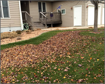 Before Fall Clean Up