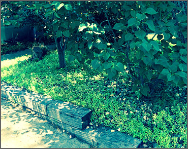 Before Picture Landscape