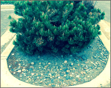 Watertown SD Landscaping