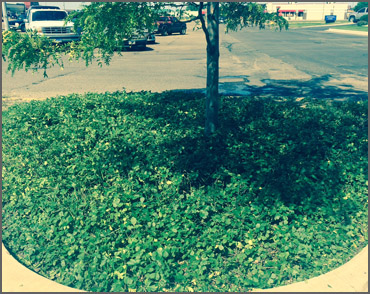Landscaping