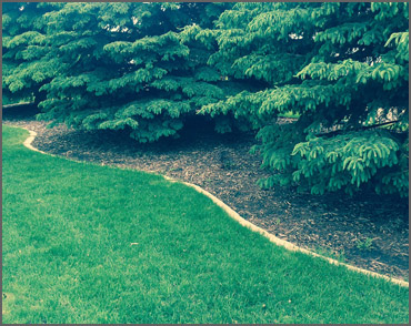 Tree Landscape
