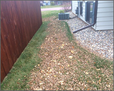 Fall Clean Up